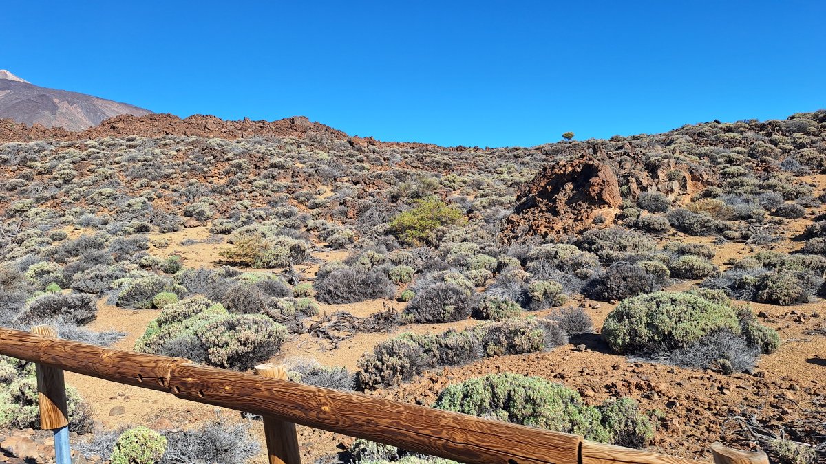 Alua Tenerife