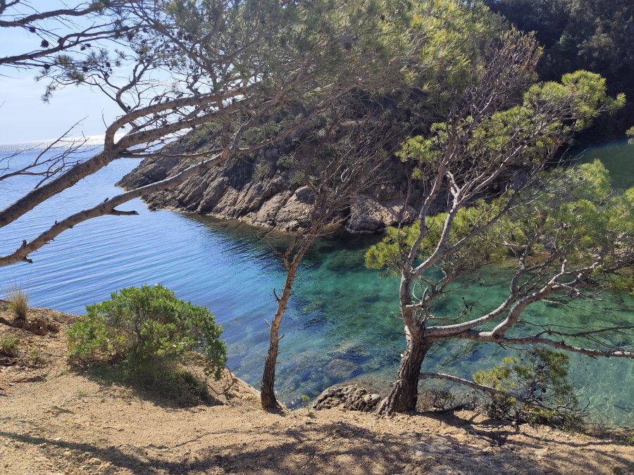 BLUESEA Continental
